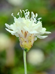 Cephalaria coriacea