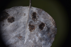 Phyllocoptes didelphis