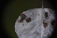 Phyllocoptes didelphis