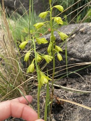 Orthochilus chloranthus