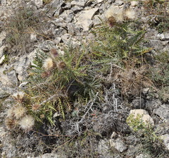 Ptilostemon echinocephalus