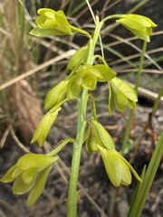 Orthochilus chloranthus