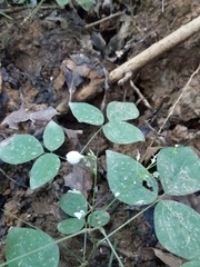 Hylodesmum pauciflorum