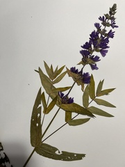 Lythrum salicaria