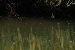 Rhionaeschna multicolor