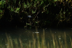 Rhionaeschna multicolor