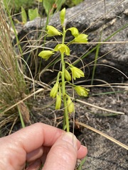 Orthochilus chloranthus