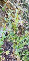Berberis wallichiana