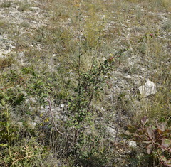 Cotoneaster tauricus