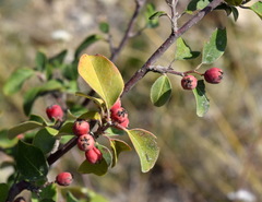 Cotoneaster tauricus