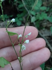 Hylodesmum pauciflorum