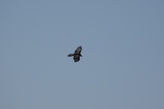 Gypaetus barbatus barbatus