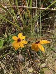 Coreopsis linifolia