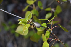 Euhexomyza schineri
