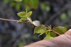 Euhexomyza schineri