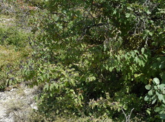 Cornus sanguinea australis