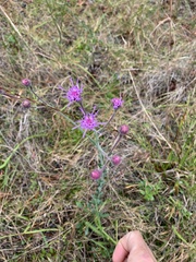 Carphephorus tomentosus