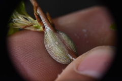 Euhexomyza schineri