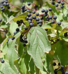 Cornus sanguinea australis