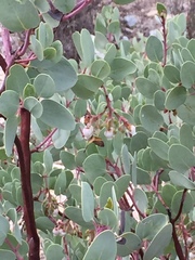 Epirrhoe plebeculata