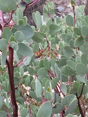 Epirrhoe plebeculata