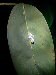 Ricaniidae