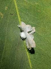 Ricaniidae