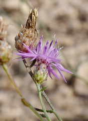 Centaurea sterilis