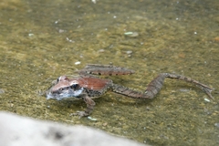 Ptychadena anchietae