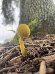 Leucocoprinus birnbaumii image