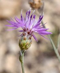 Centaurea sterilis