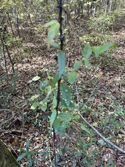 Gelsemium sempervirens