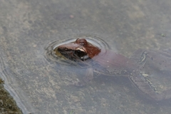 Ptychadena anchietae