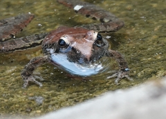 Ptychadena anchietae
