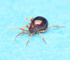 Gibbium aequinoctiale
