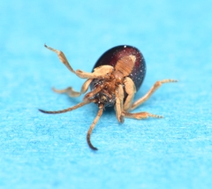 Gibbium aequinoctiale