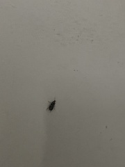 Attagenus fasciatus