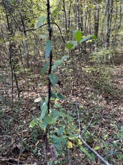 Gelsemium sempervirens