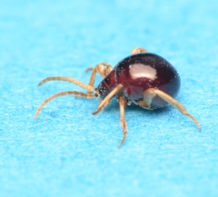 Gibbium aequinoctiale