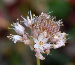 Allium