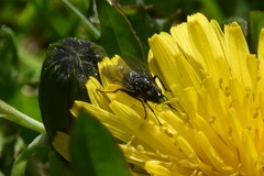 Muscoidea
