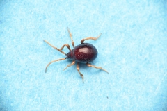 Gibbium aequinoctiale