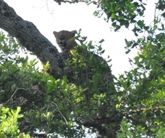 Panthera pardus kotiya