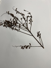 Chamaecrista fasciculata