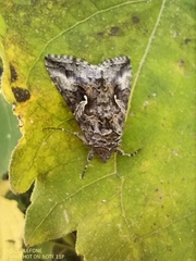 Autographa