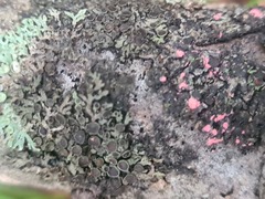 Phaeophyscia ciliata