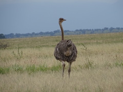 Struthio camelus massaicus