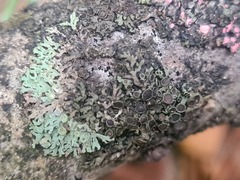 Phaeophyscia ciliata