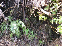 Asplenium appendiculatum appendiculatum