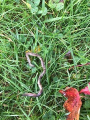 Lumbricus terrestris